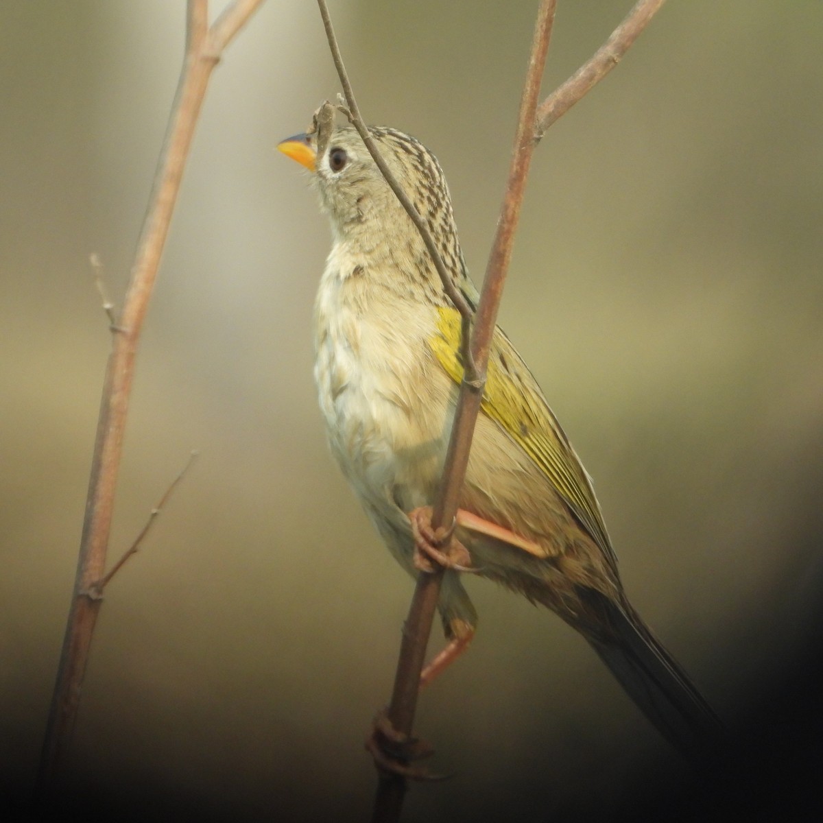 Wedge-tailed Grass-Finch - Marcos Saldivar Montalbetti CON