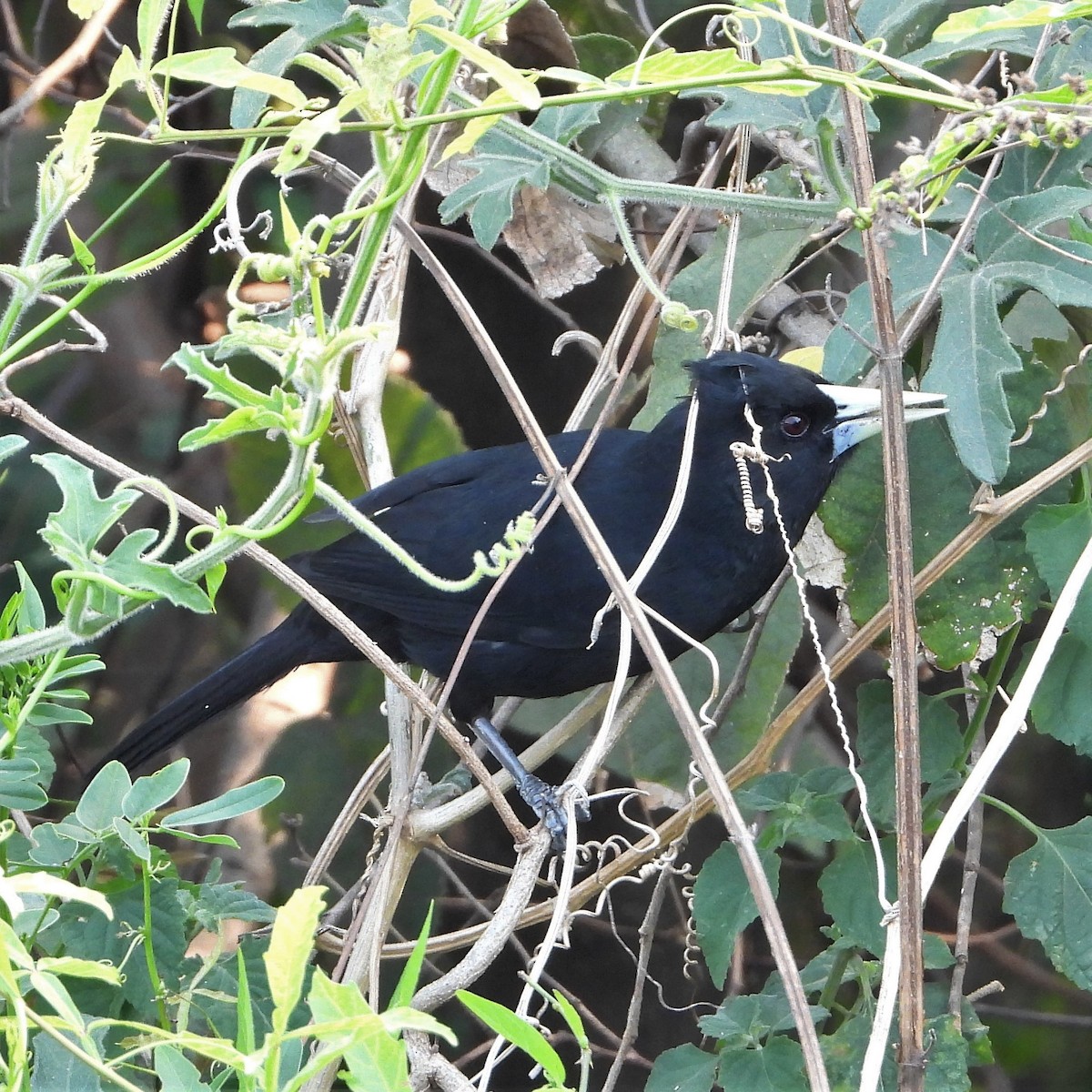 Solitary Black Cacique - Marcos Saldivar Montalbetti CON