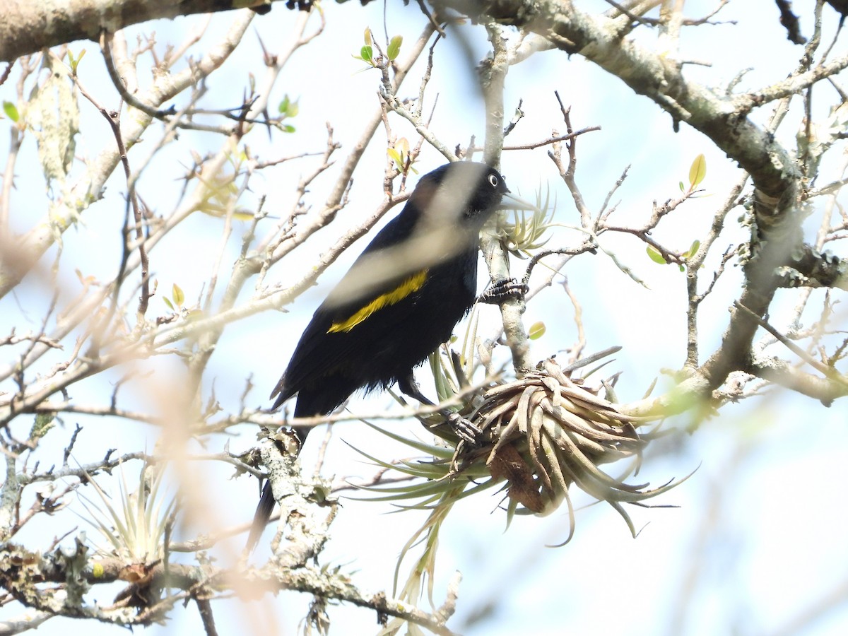 Golden-winged Cacique - Marcos Saldivar Montalbetti CON