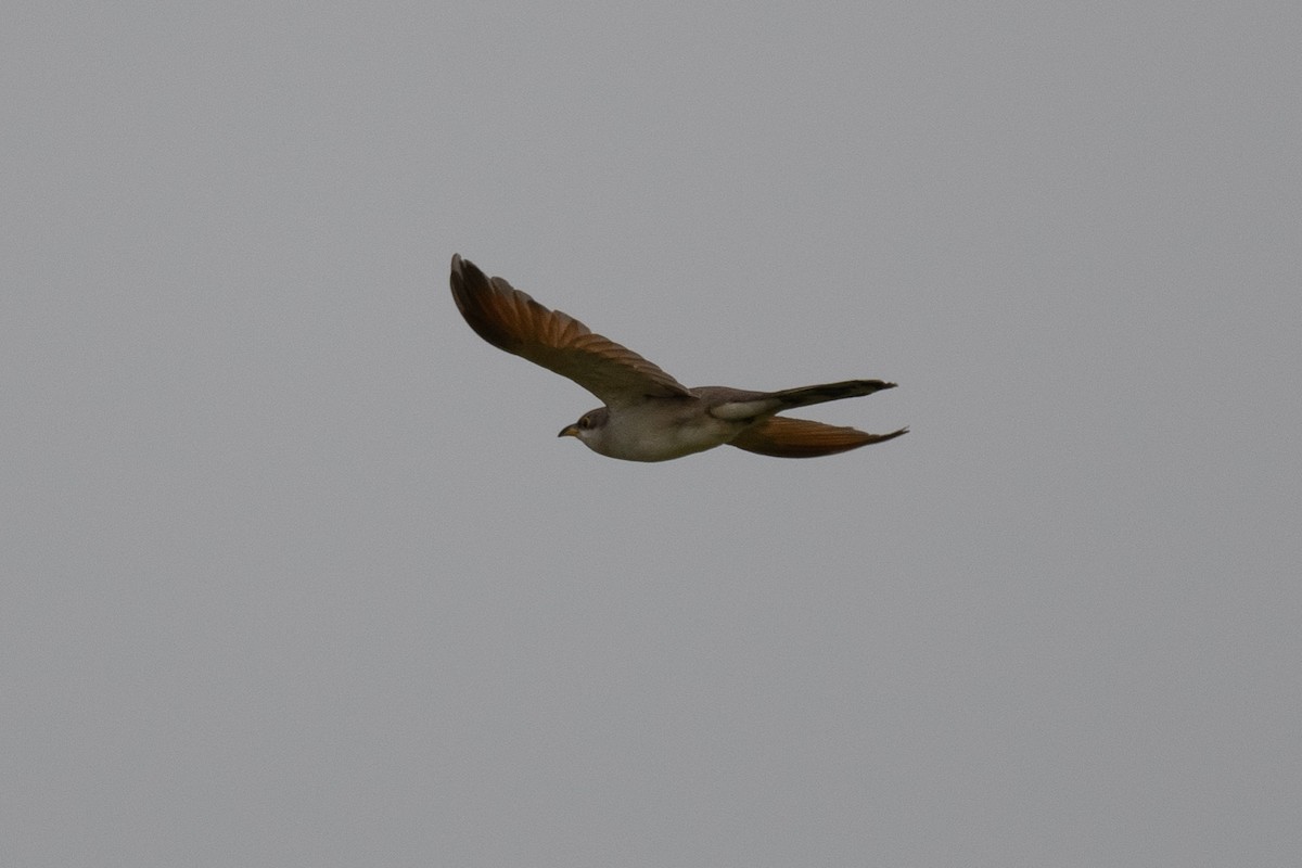 Yellow-billed Cuckoo - Sebastian Jones