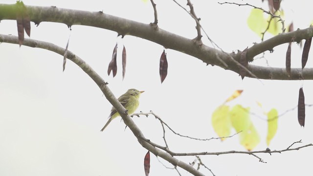 Empidonax sp. - ML375727351