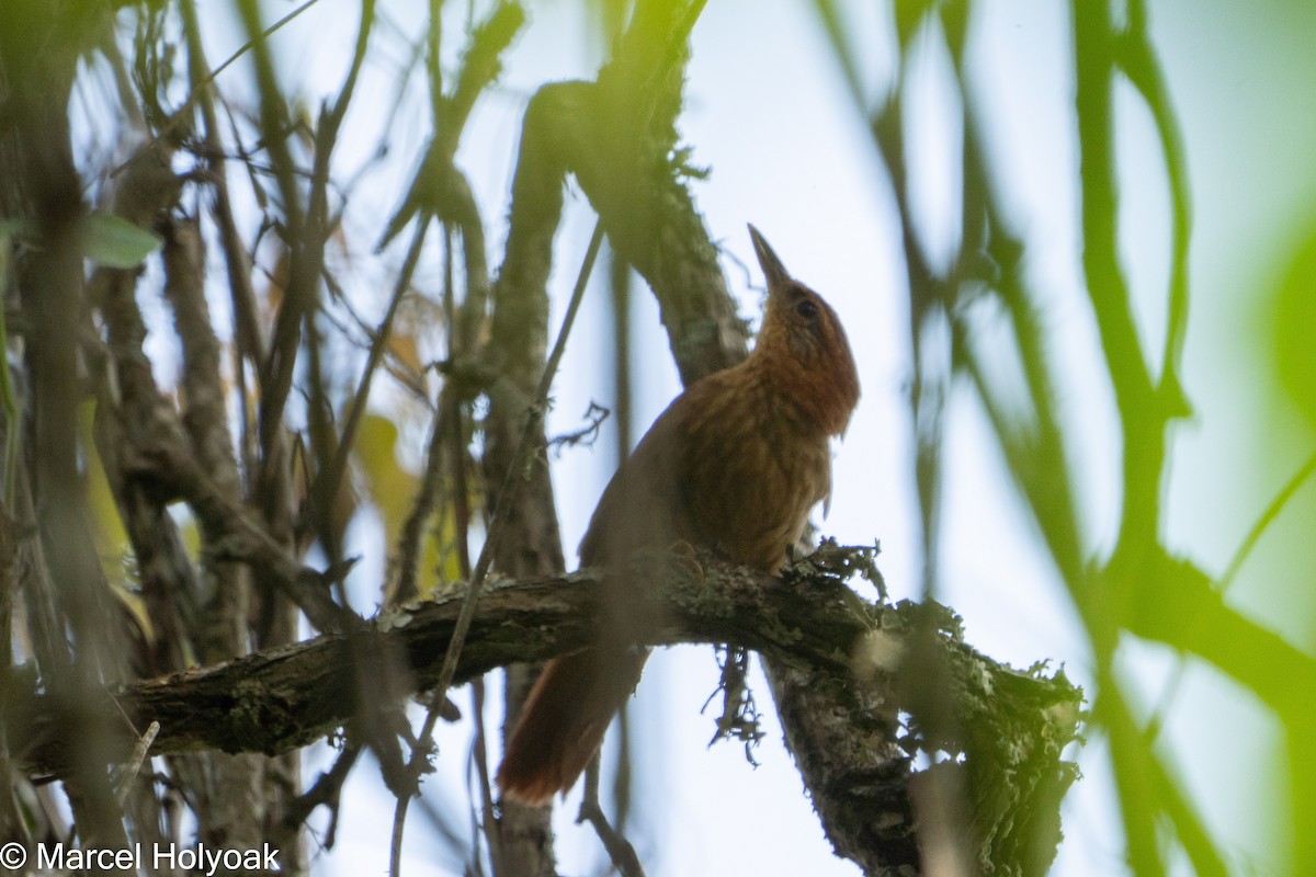 Rufous-necked Foliage-gleaner - ML375728851