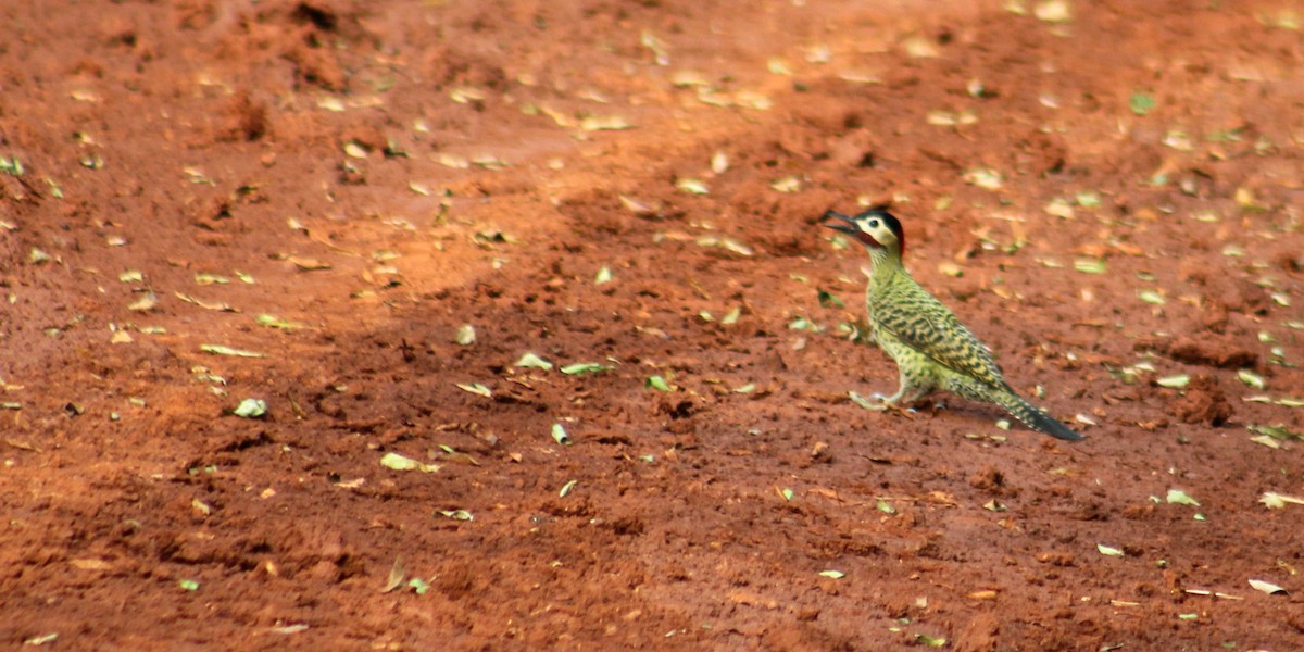 Green-barred Woodpecker - ML375730231