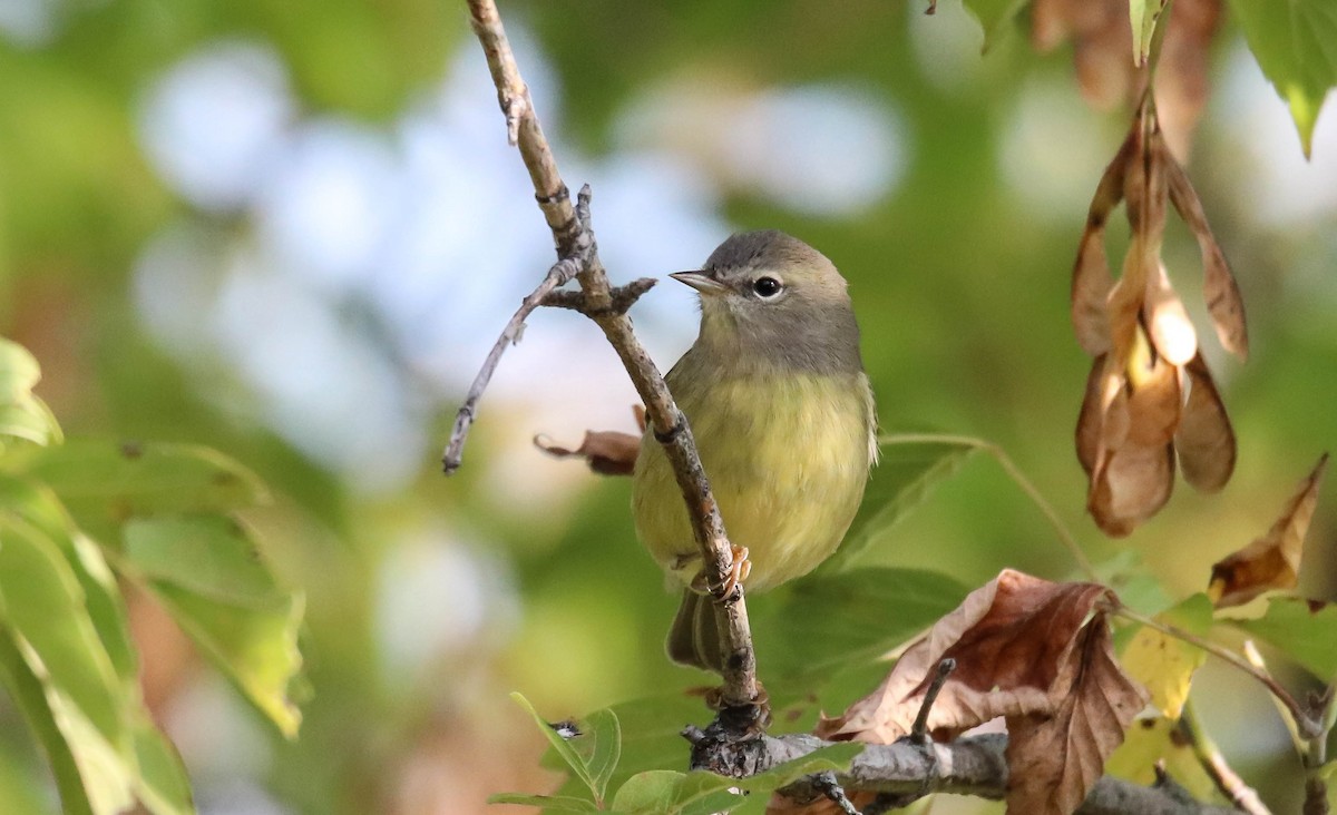 Orange-crowned Warbler - Walter Parker