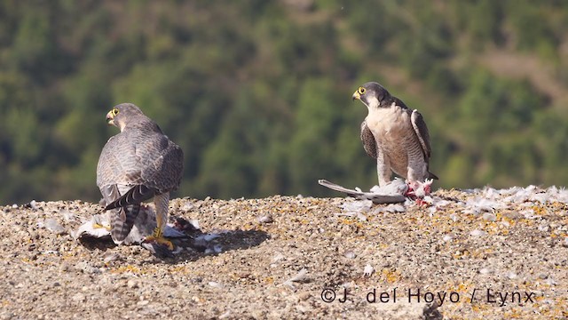 Peregrine Falcon (Mediterranean) - ML375732111