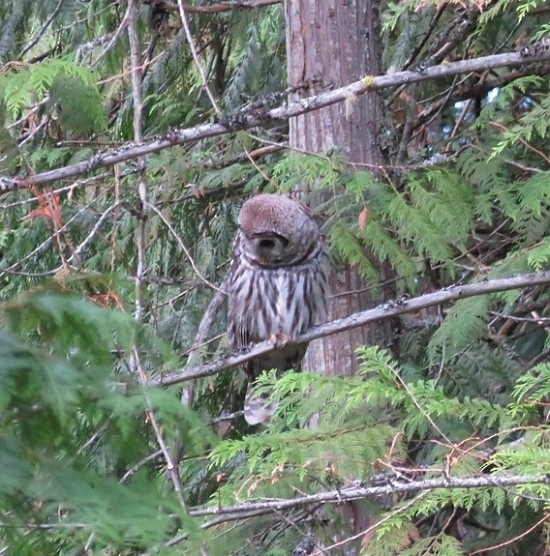 Barred Owl - Joel Schmidt