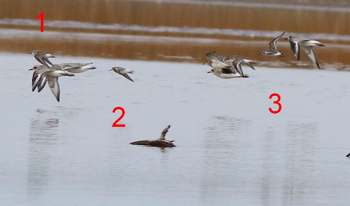 White-rumped Sandpiper - ML37573321