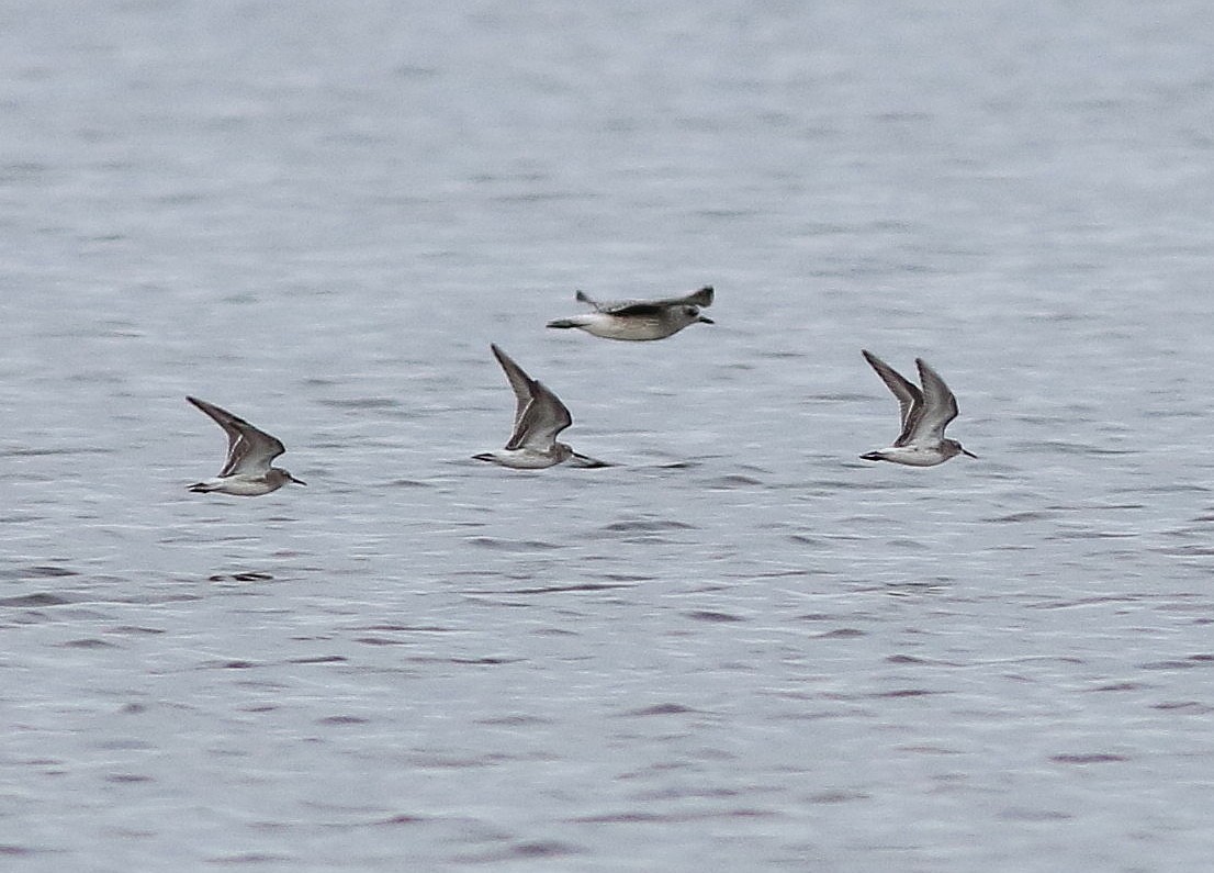 White-rumped Sandpiper - ML37573341