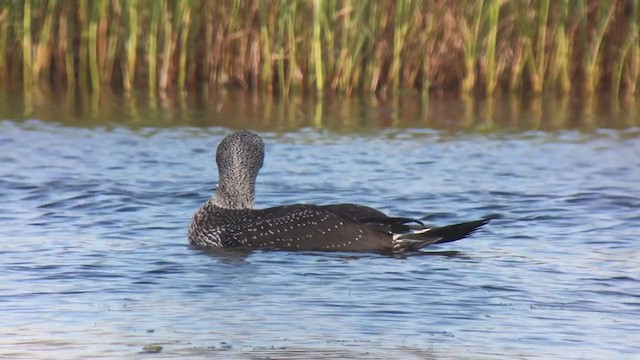 Northern Gannet - ML375734031