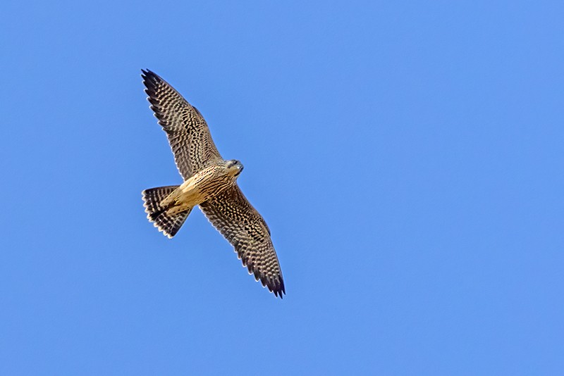 Peregrine Falcon - ML375734431