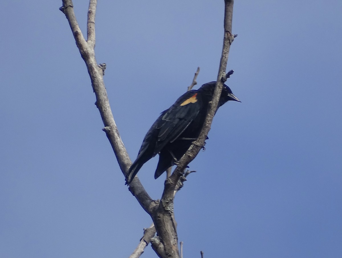 Red-winged Blackbird - Jeffrey Roth