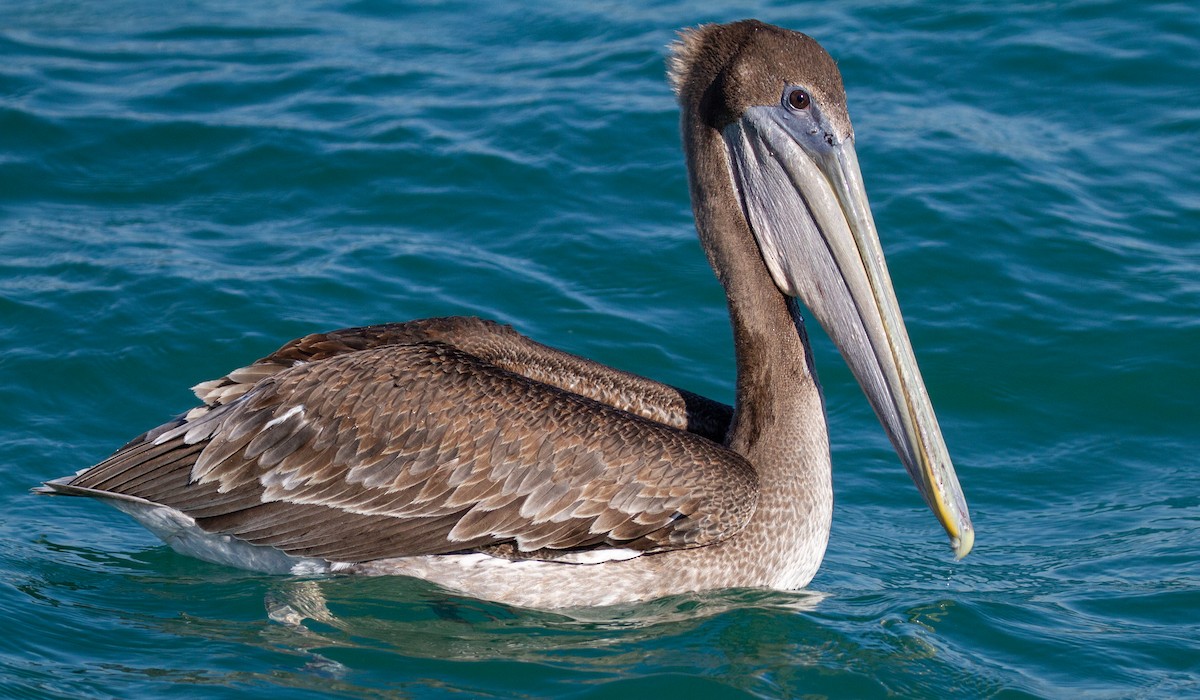 Brown Pelican - Sasha Cahill