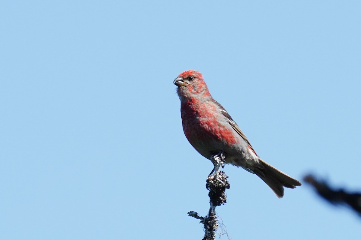 Pine Grosbeak - ML375735601