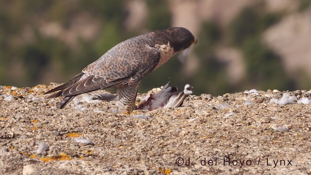 Peregrine Falcon - ML375736141