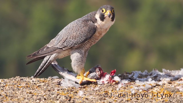 sokol stěhovavý (ssp. brookei) - ML375738741