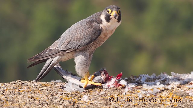 Peregrine Falcon (Mediterranean) - ML375738741