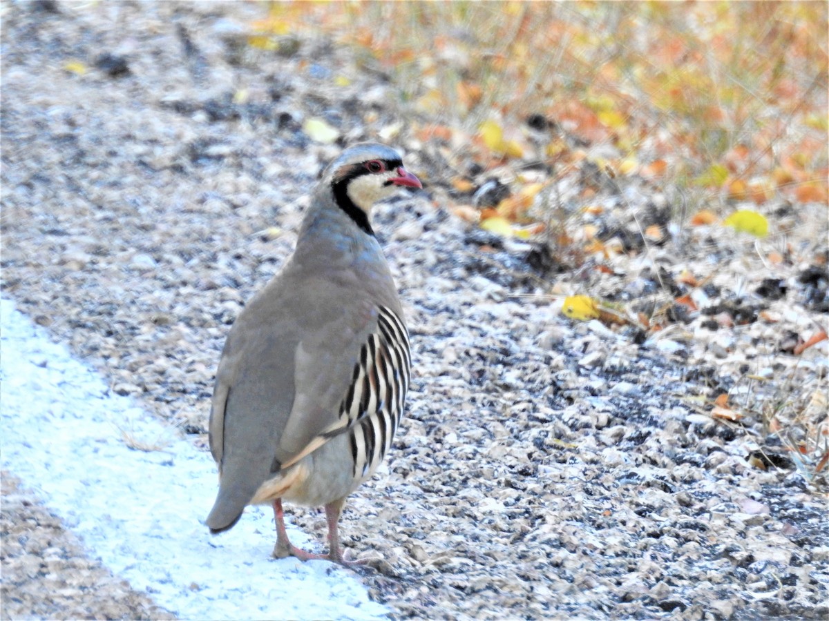 Chukar - ML375739311