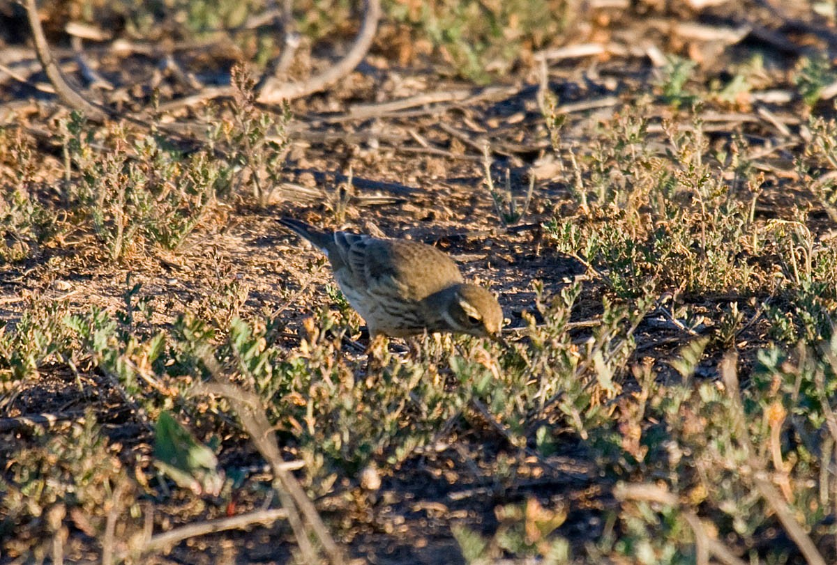 Bisbita Pechianteado - ML37574061