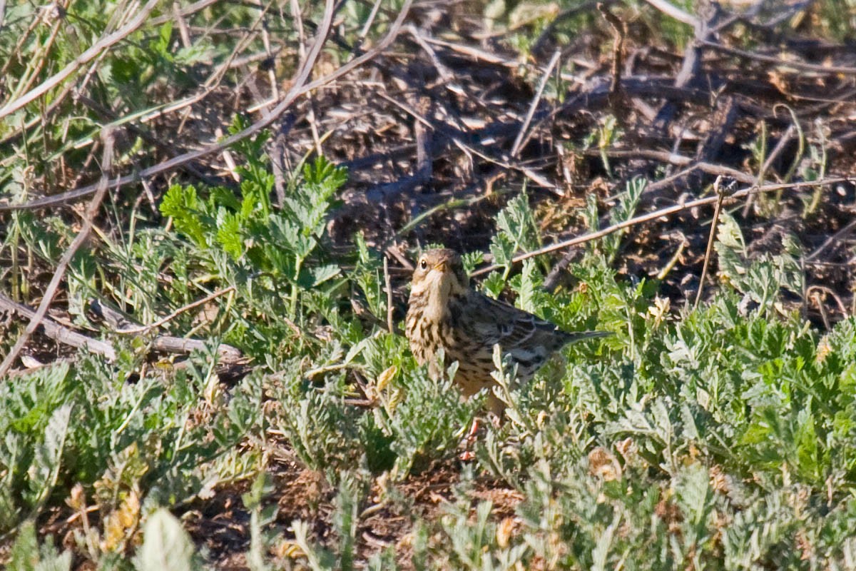 Red-throated Pipit - Greg Gillson