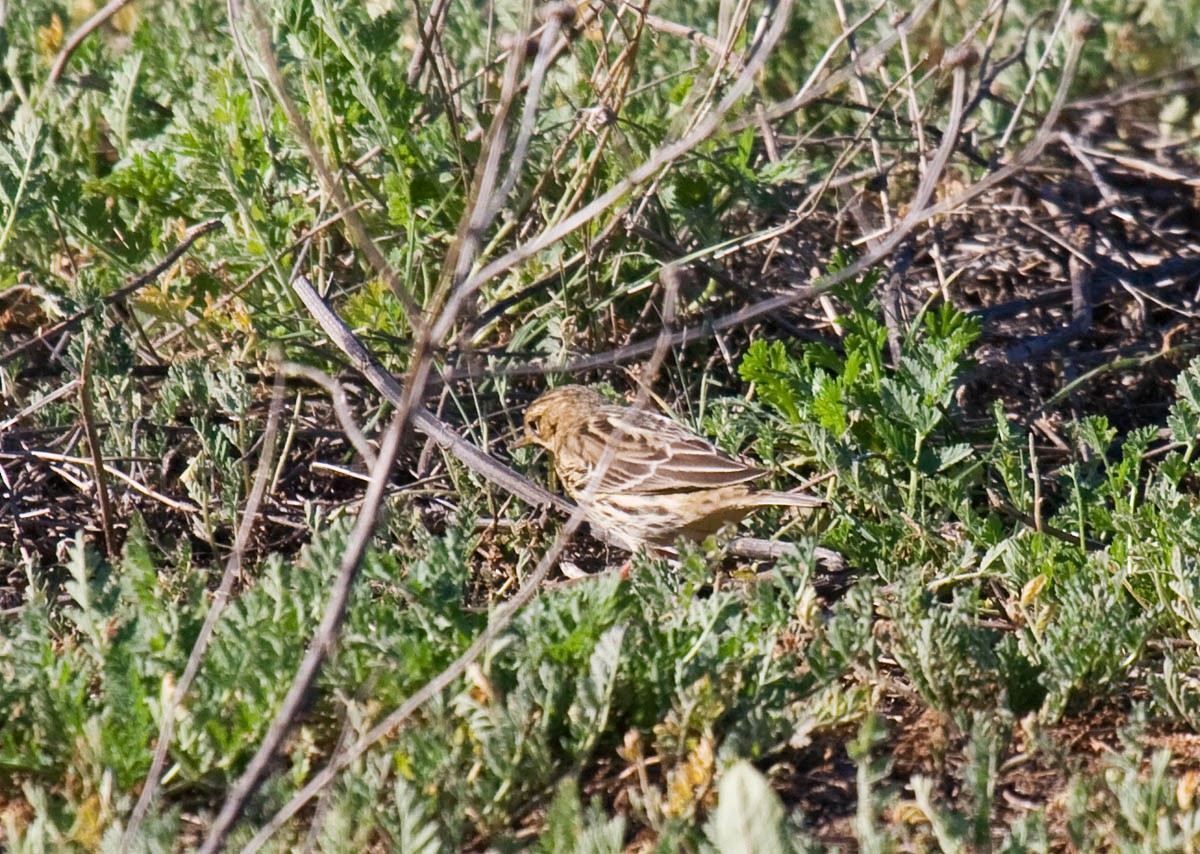 Red-throated Pipit - Greg Gillson