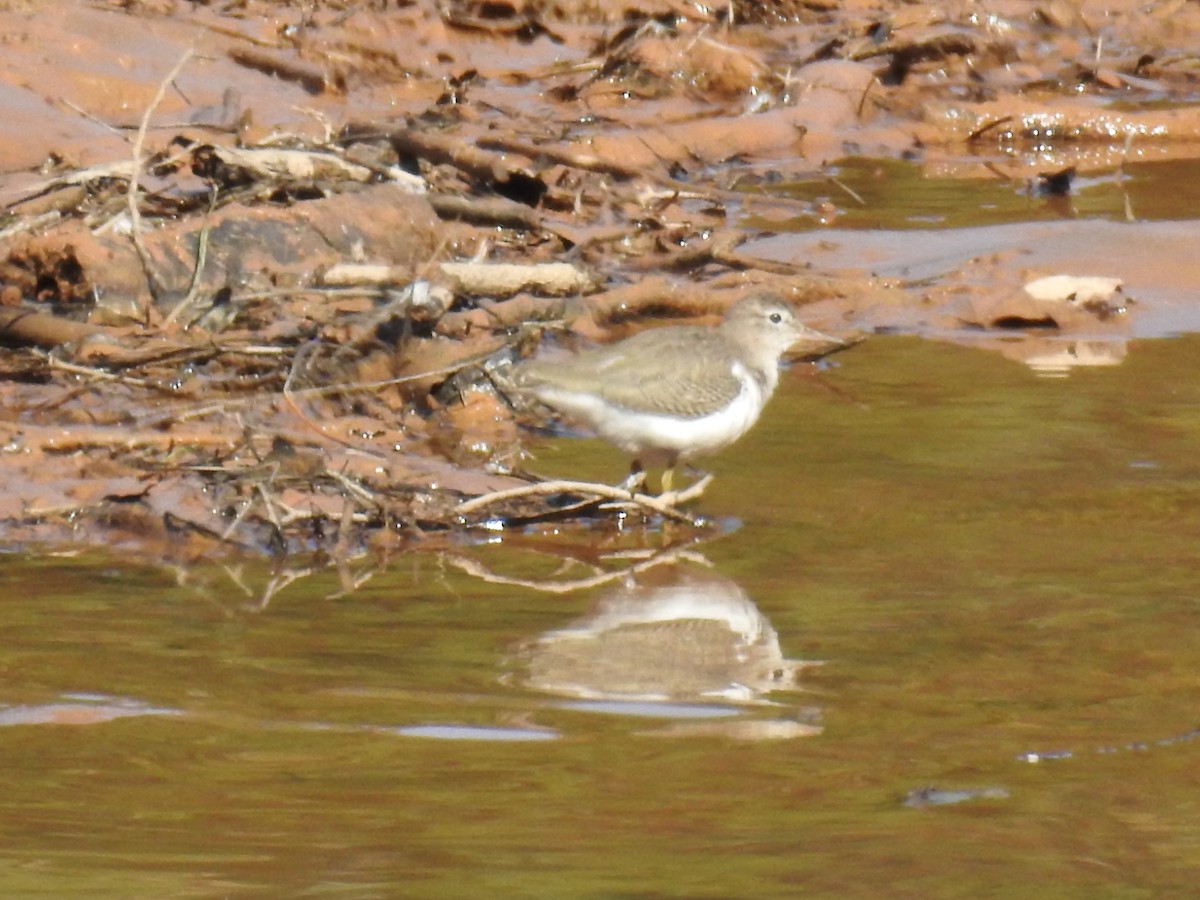 Spotted Sandpiper - ML37574191
