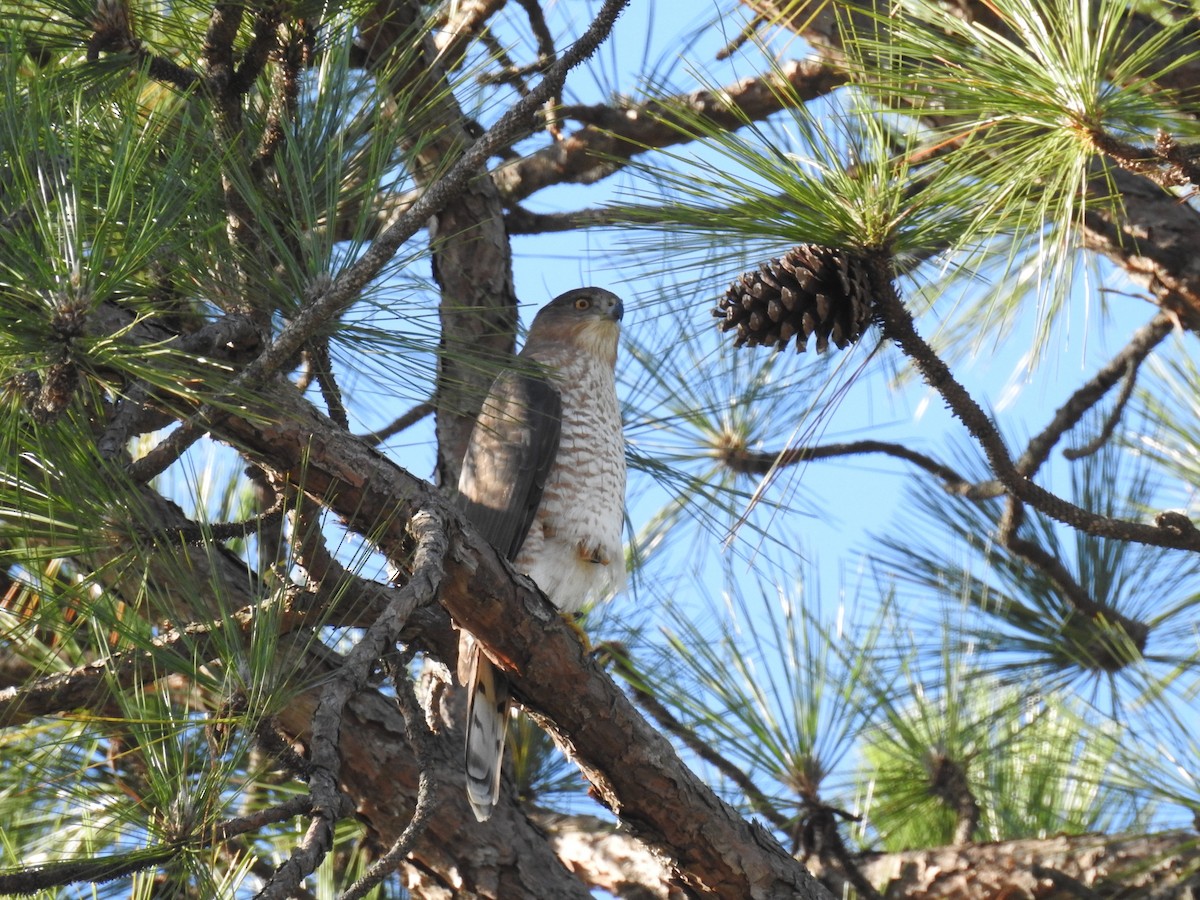 Cooper's Hawk - ML37574271