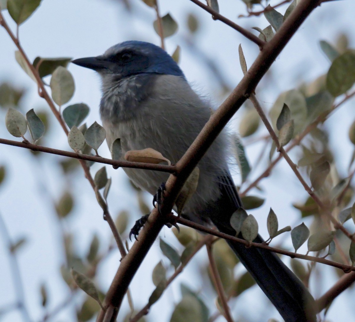 Florida Scrub-Jay - Rebecca Smith