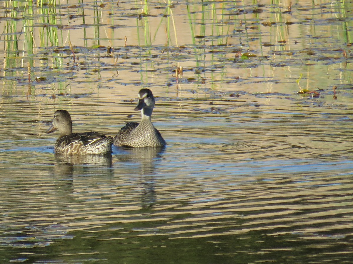 Blue-winged Teal - ML37574421