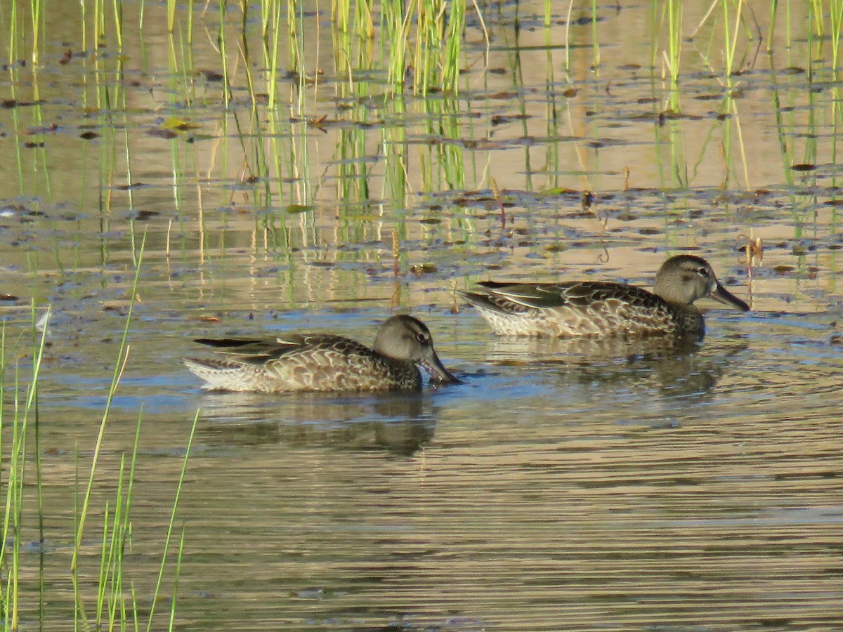 Blue-winged Teal - ML37574441