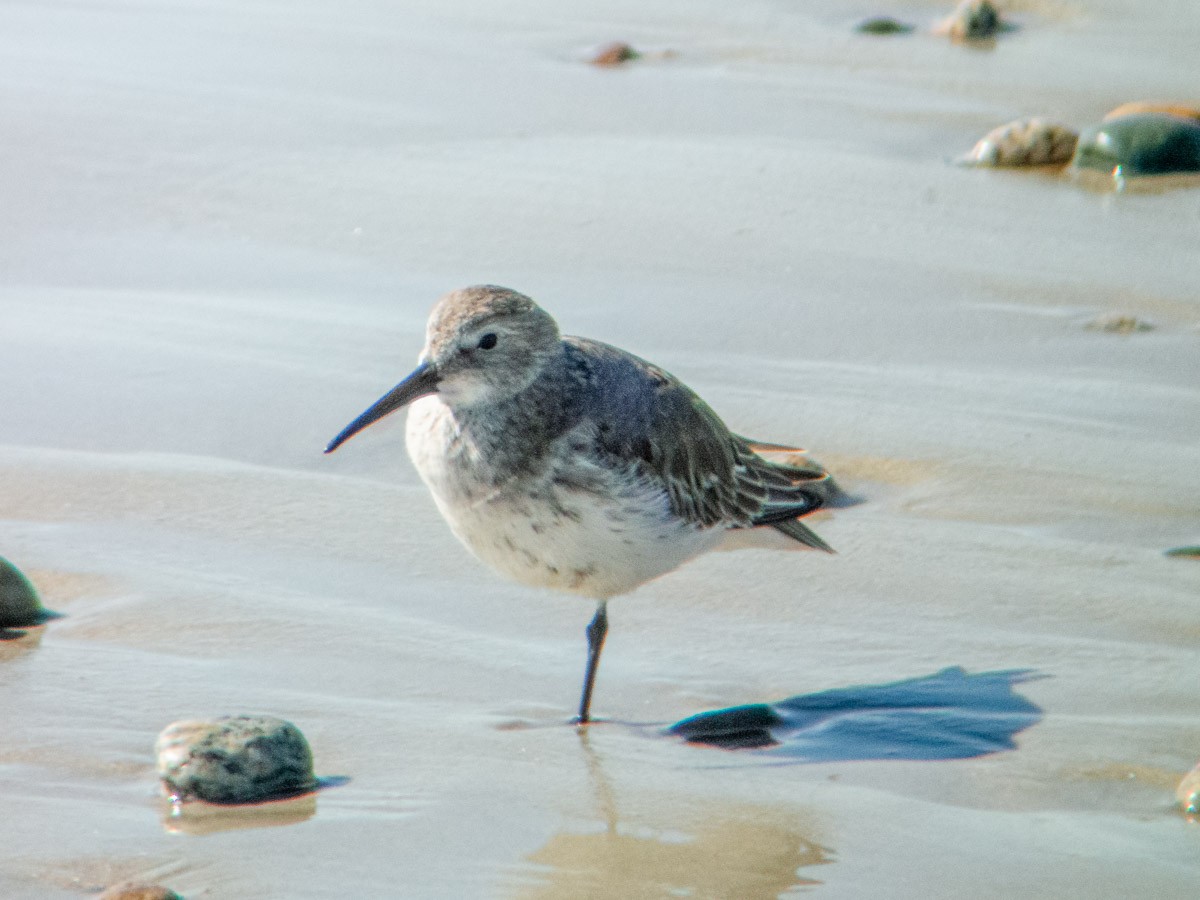 黑腹濱鷸 - ML375745461