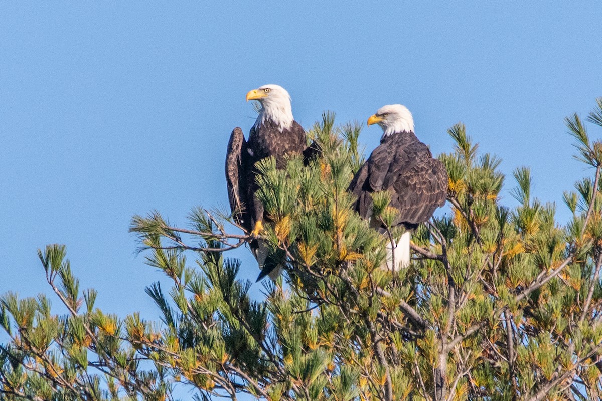 ハクトウワシ - ML375745871