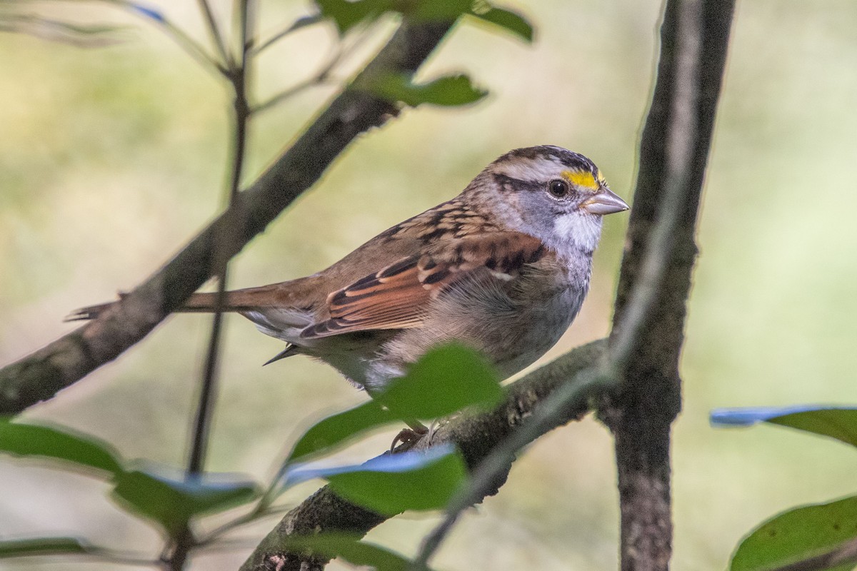 White-throated Sparrow - ML375746081