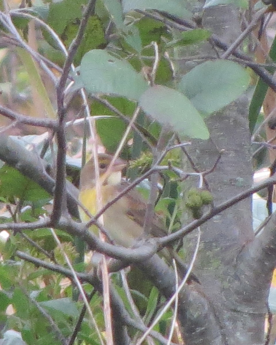 Dickcissel - ML375746841