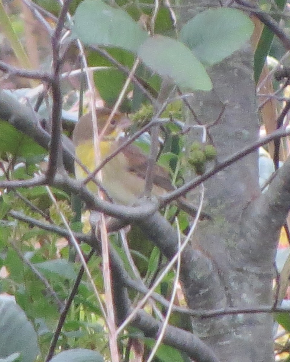 Dickcissel - ML375746851