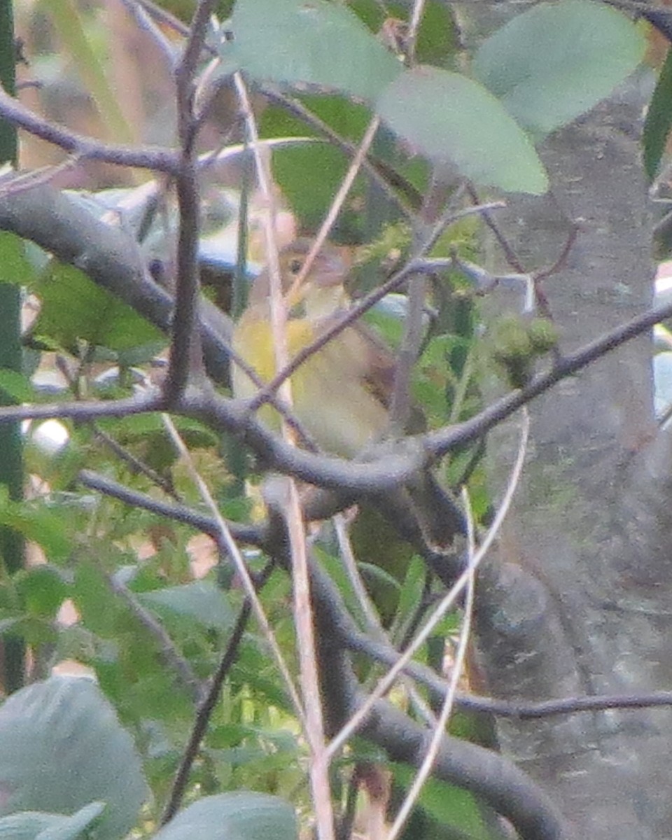 Dickcissel - ML375746861
