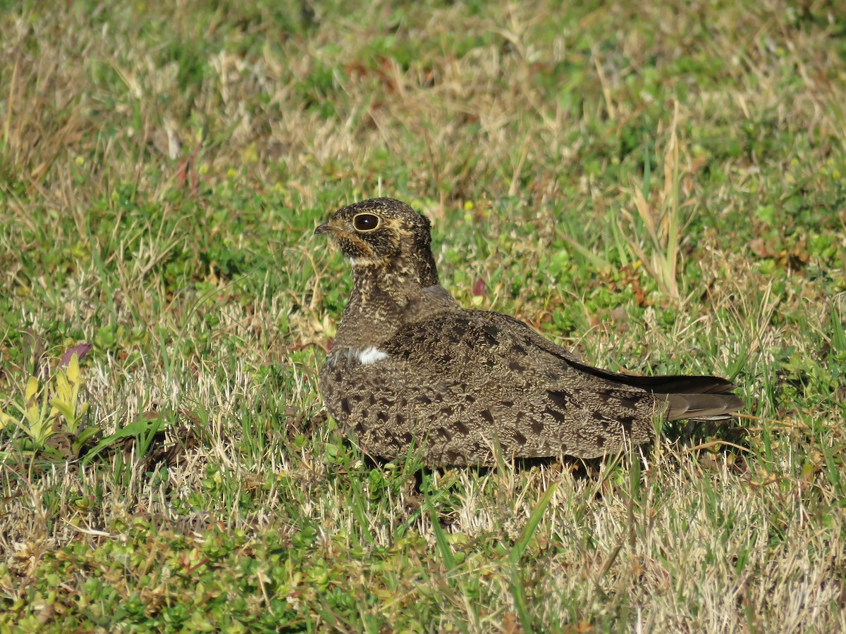 Nacunda Nighthawk - ML37574791