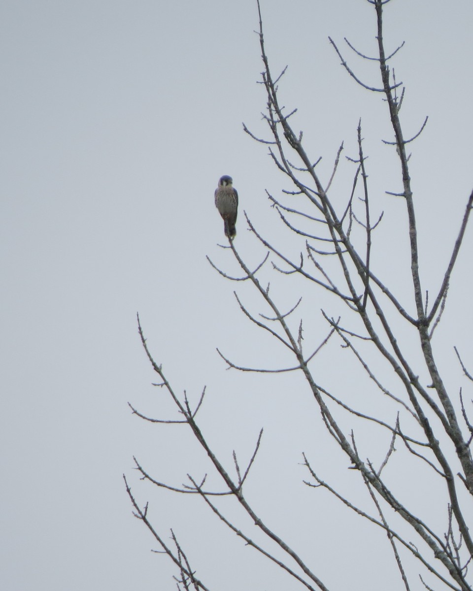 American Kestrel - ML375748301