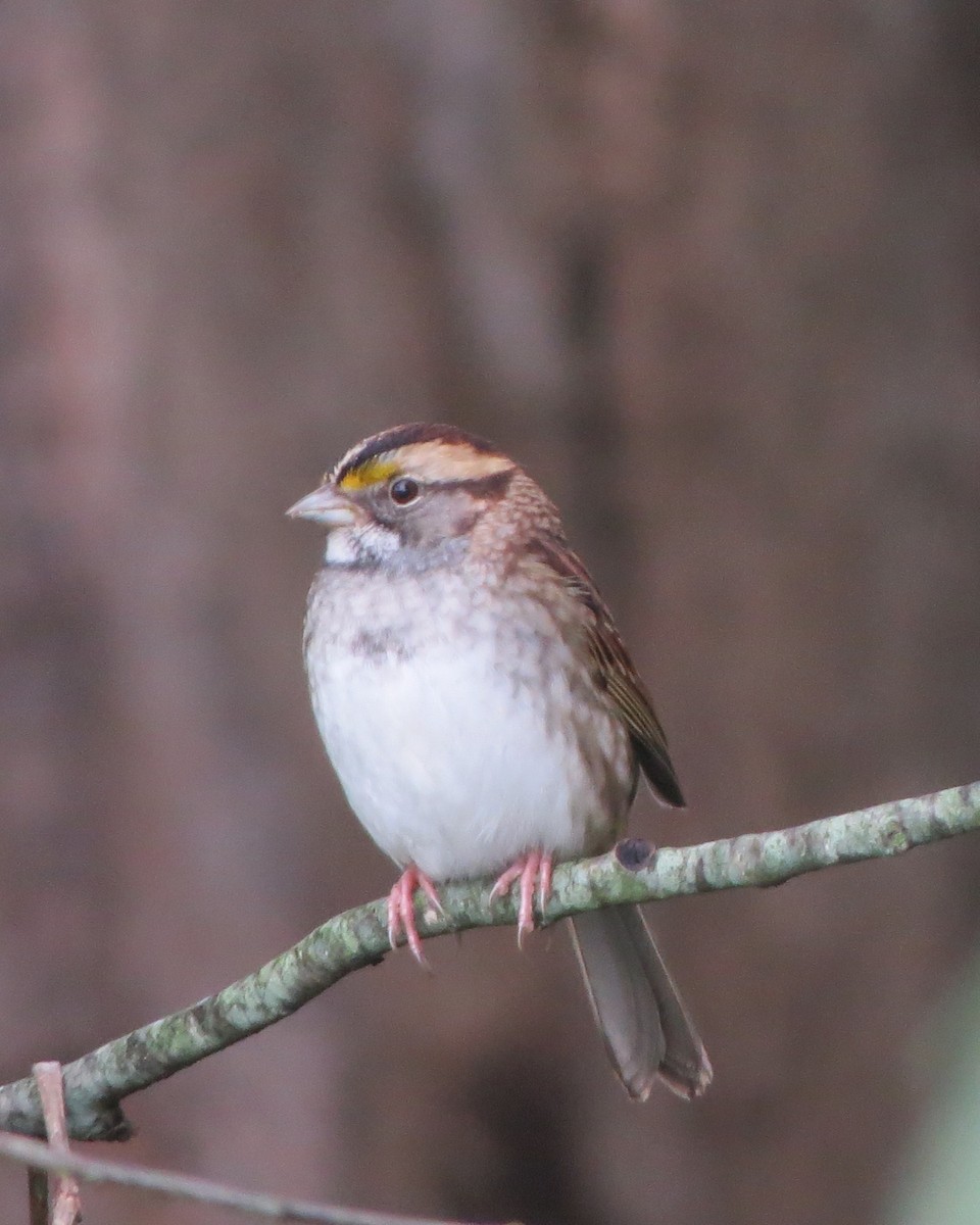 White-throated Sparrow - ML375748401