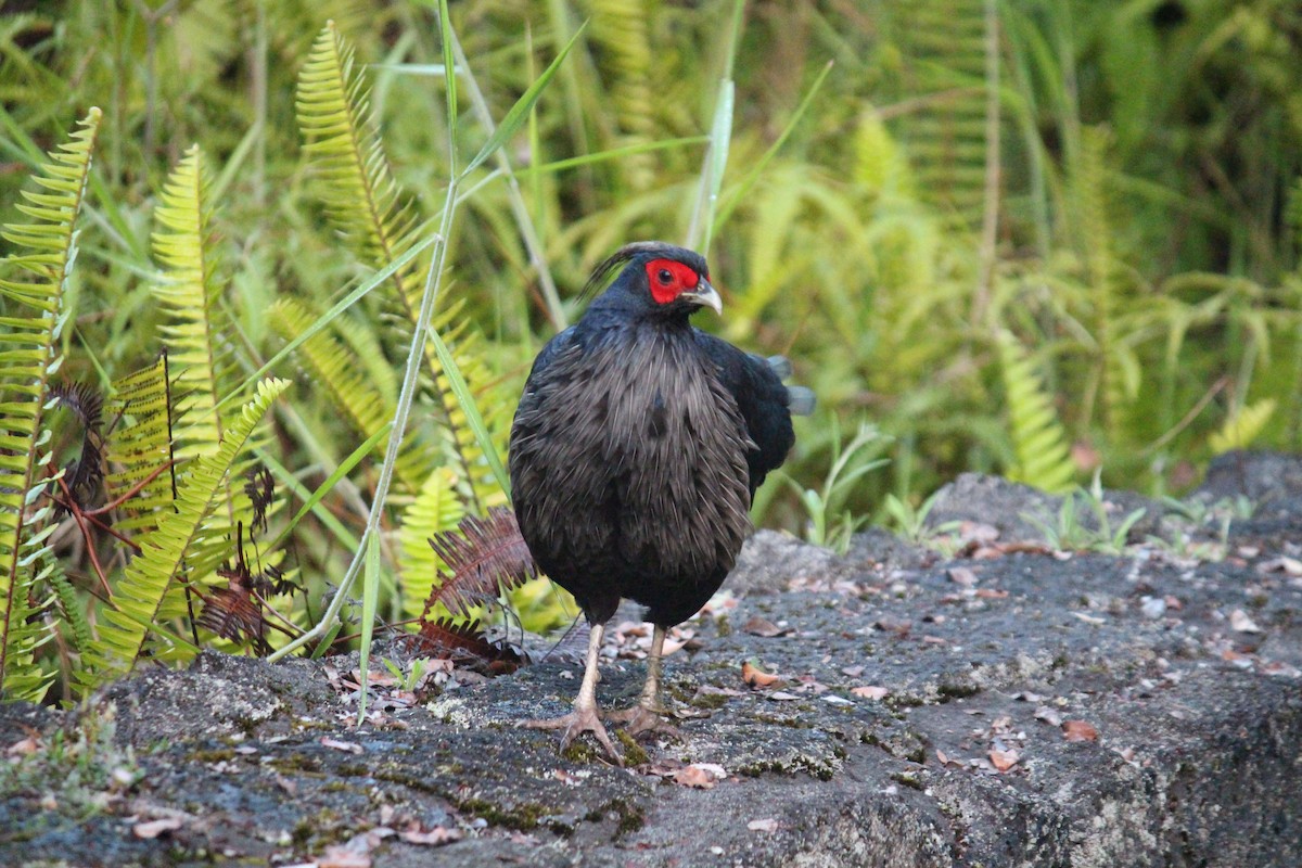 Kalij Pheasant - Devon Graham