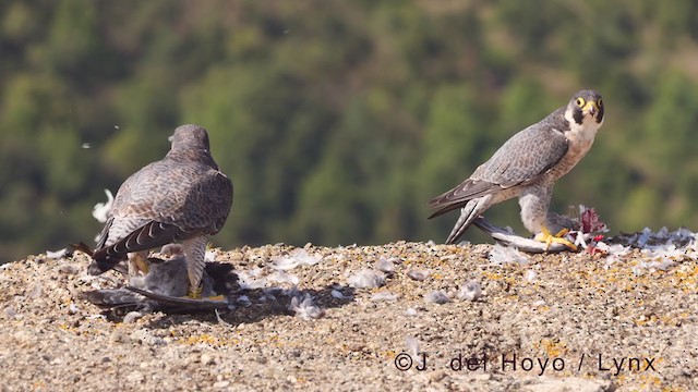 Peregrine Falcon (Mediterranean) - ML375749671