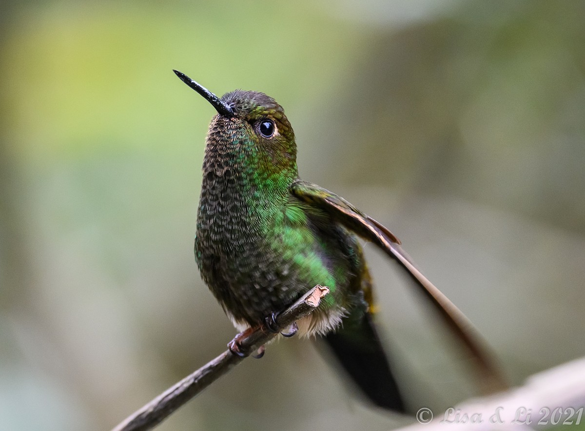 Buff-thighed Puffleg - ML375749891