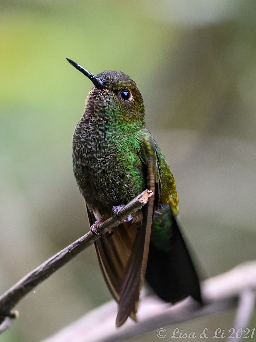 Buff-thighed Puffleg - Lisa & Li Li