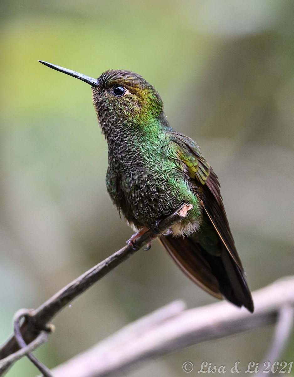 Buff-thighed Puffleg - Lisa & Li Li