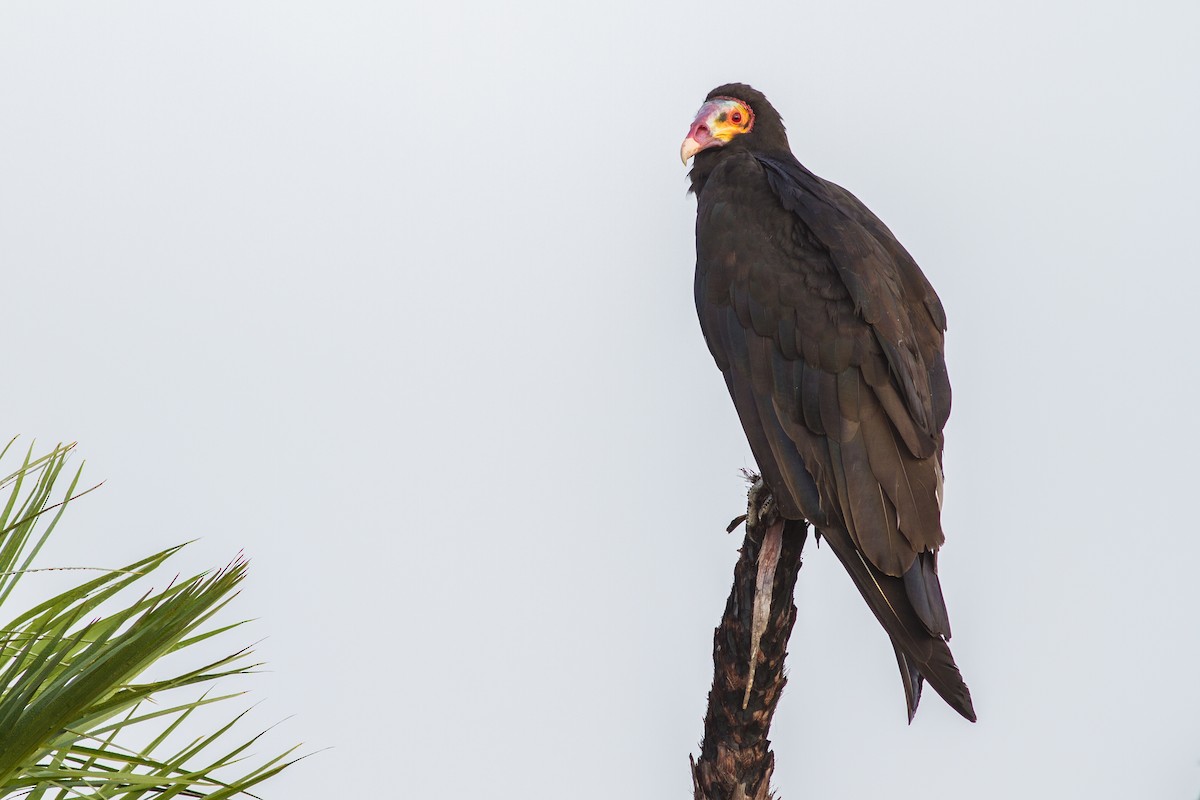 Lesser Yellow-headed Vulture - Chris Sayers