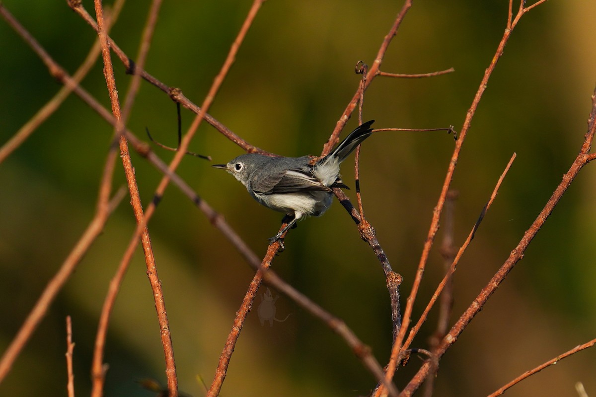 Blue-gray Gnatcatcher - ML375751781