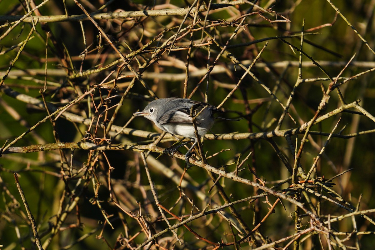 Blue-gray Gnatcatcher - ML375751811