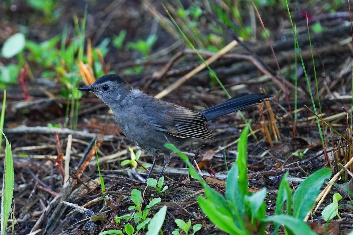 Gray Catbird - ML375751981