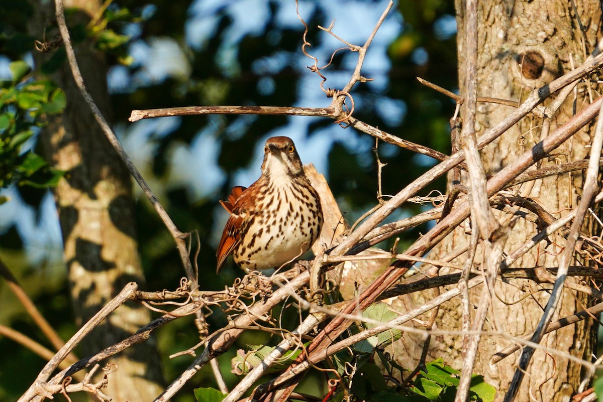 Brown Thrasher - ML375752071