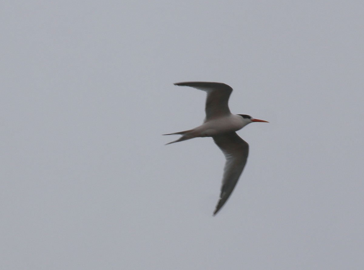 Elegant Tern - ML37575521