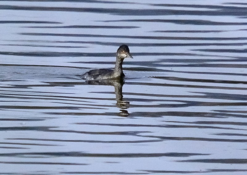 Eared Grebe - ML375755951